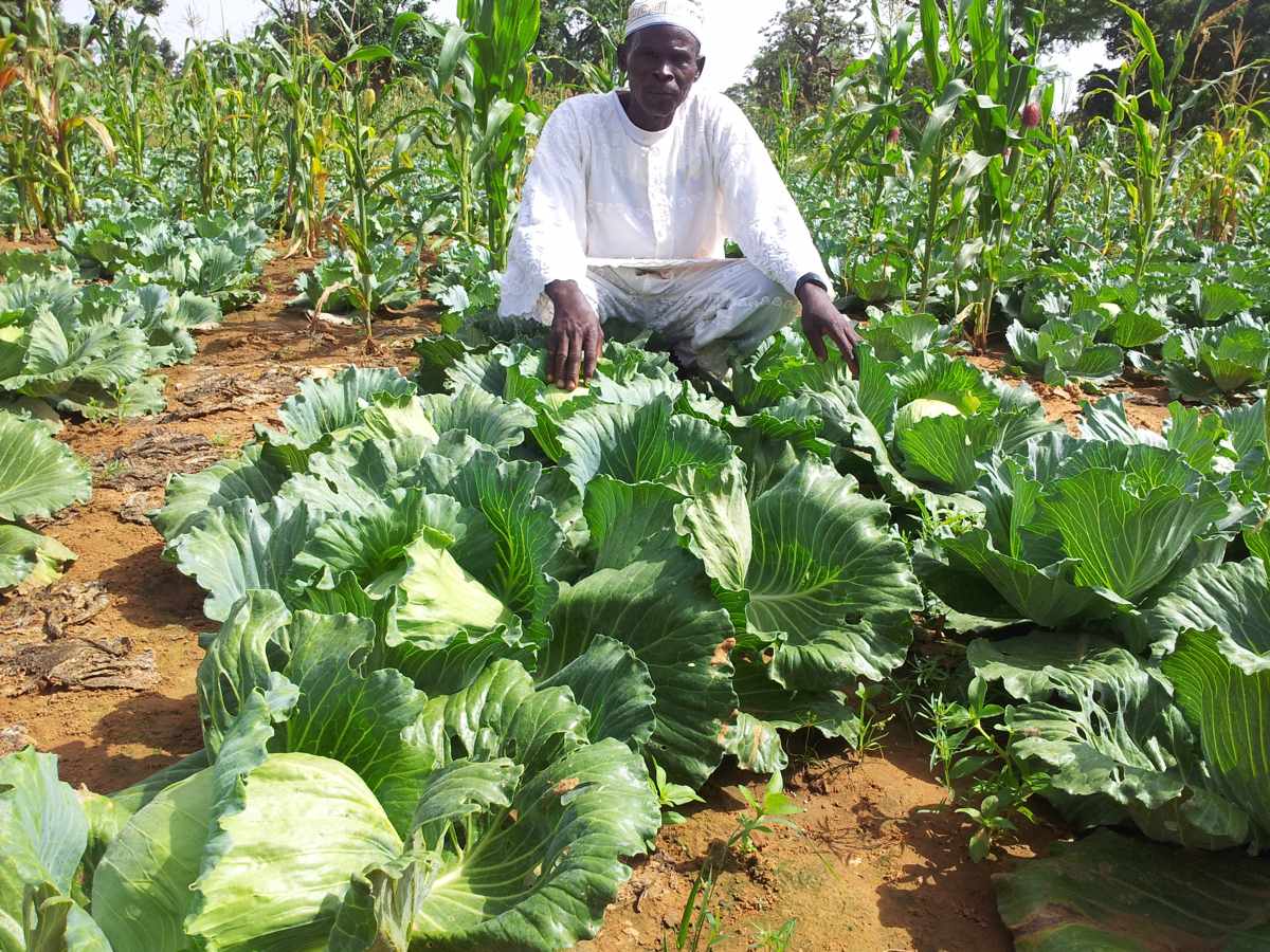 Renforcement des capacités de production et de commercialisation des organisations de maraîchers et de leurs membres 