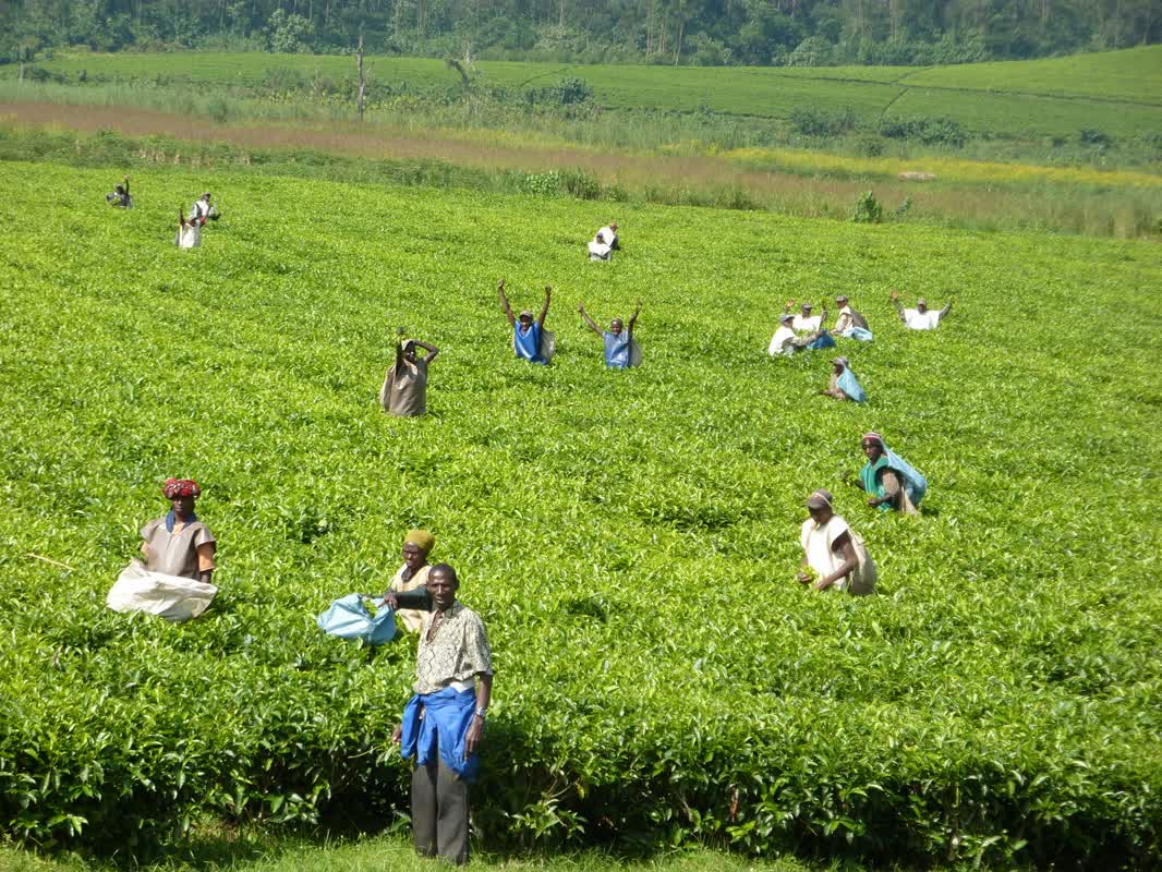 Burundi. Champ de production de thé.