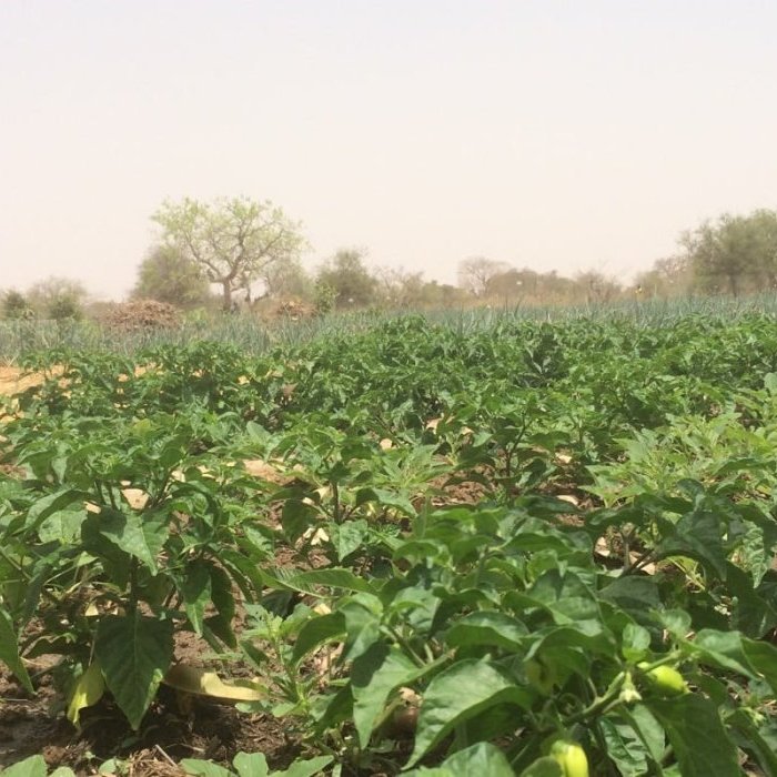 Burkina Faso : Soutien à l'agriculture familiale durable, la protection de l'environnement et à l'économie sociale