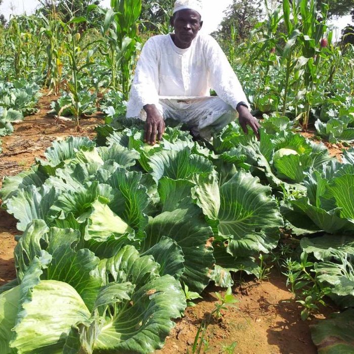 Renforcement des capacités de production et de commercialisation des organisations de maraîchers et de leurs membres 