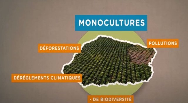 Le mythe de l'huile de palme 100% durable