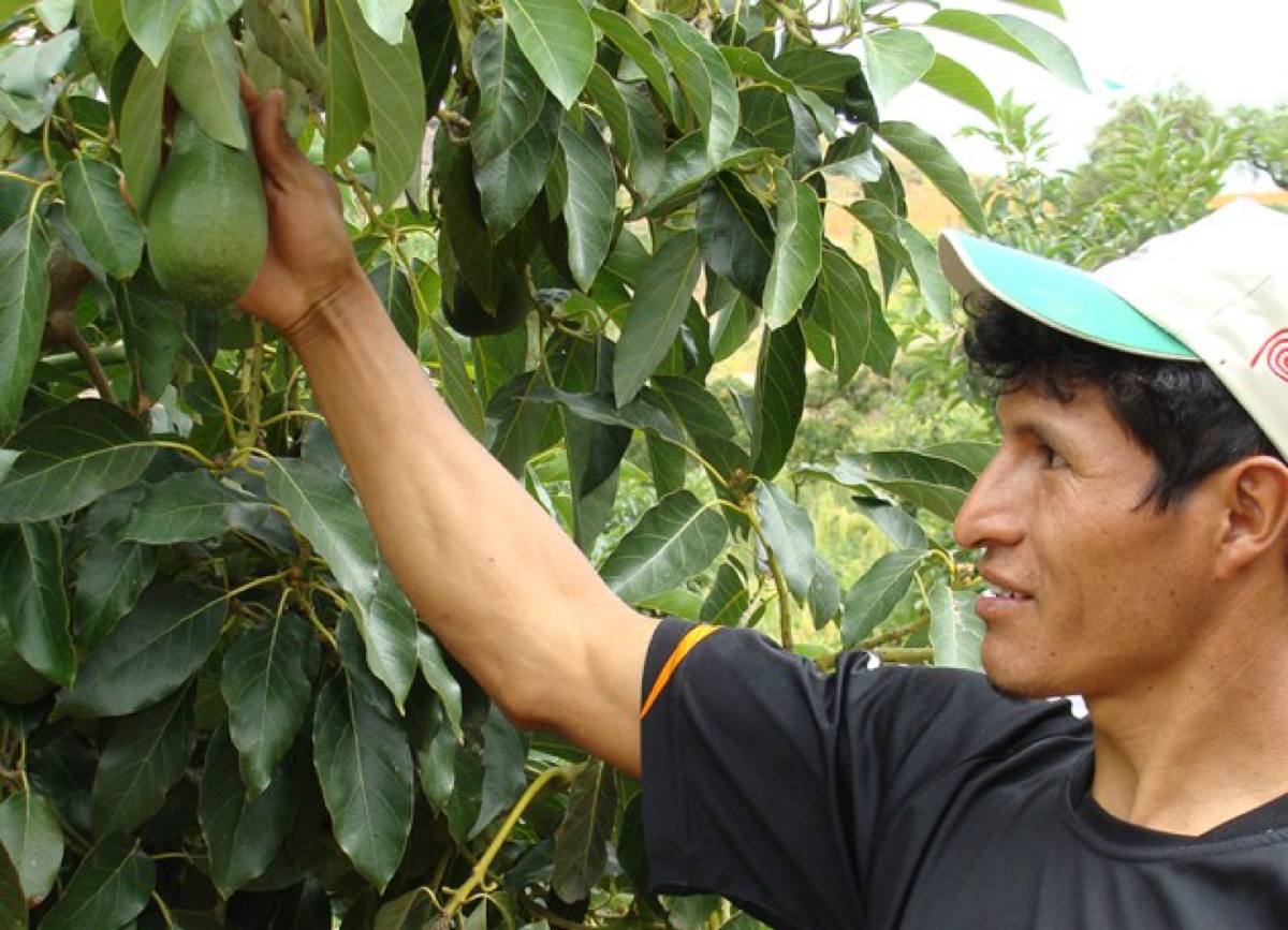 L'avocat : entre délices et supplices