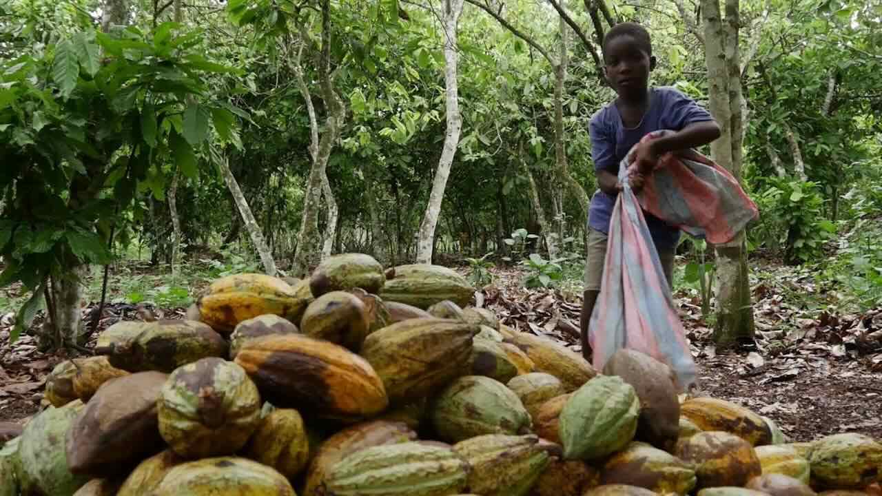 Chocolat : une fierté nationale au goût amer