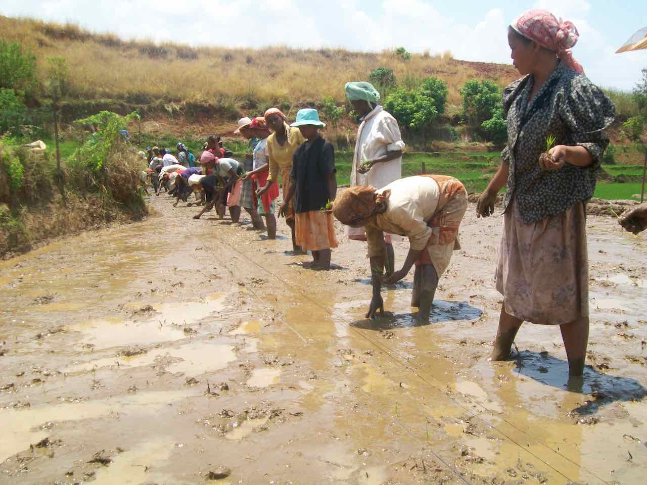 A Madagascar, les paysans pauvres ont besoin d'aide face au climat extrême et...